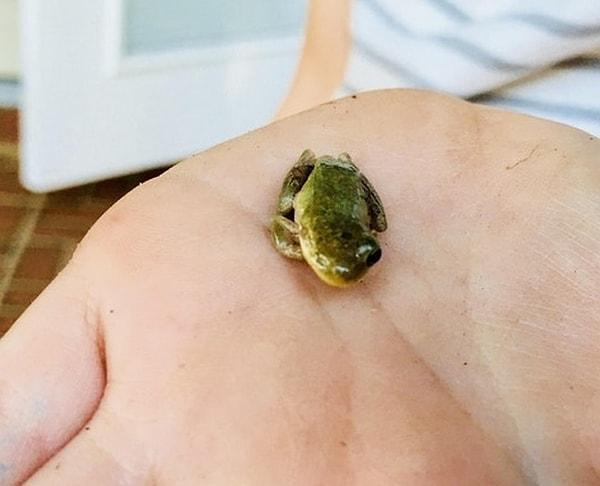 13. "Kızım tek gözlü bir kurbağa buldu."