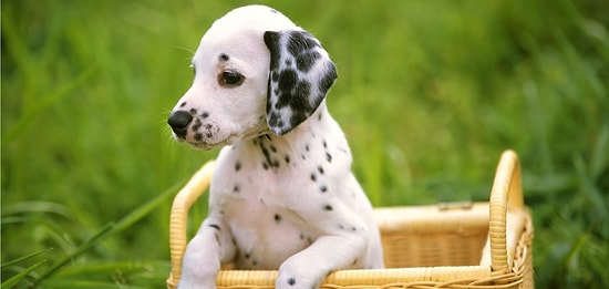 Тест на знание популярных пород собак