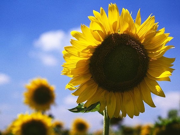 Ваш психологический возраст - 21 год, а цветок вашей души - подсолнух!