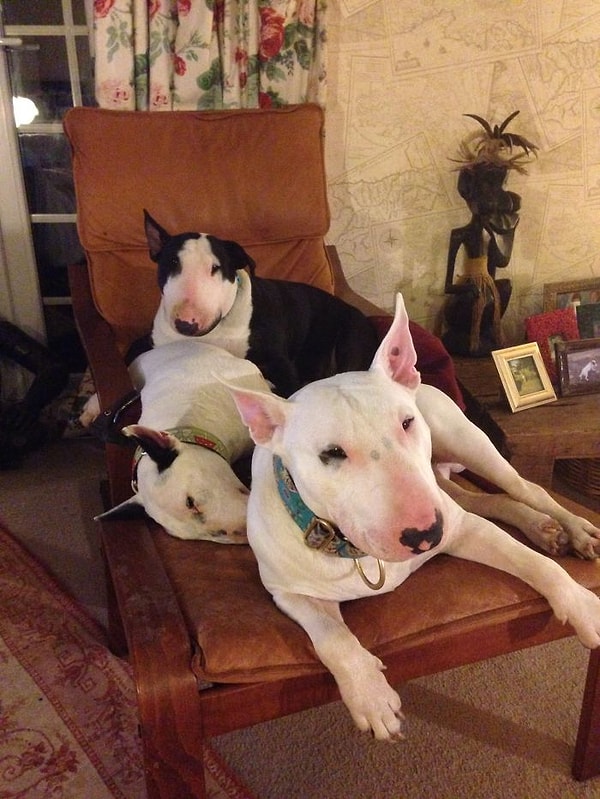 11. Пять собак глухие, у двух имеется только один глаз.