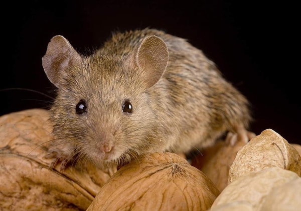 8. 8 полицейских, охранявших склад, с которого пропало более полтонны марихуаны, заявили, что ее сгрызли мыши. В какой стране это произошло?