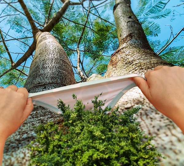 4. Кажется, этому дереву не помешает стрижка