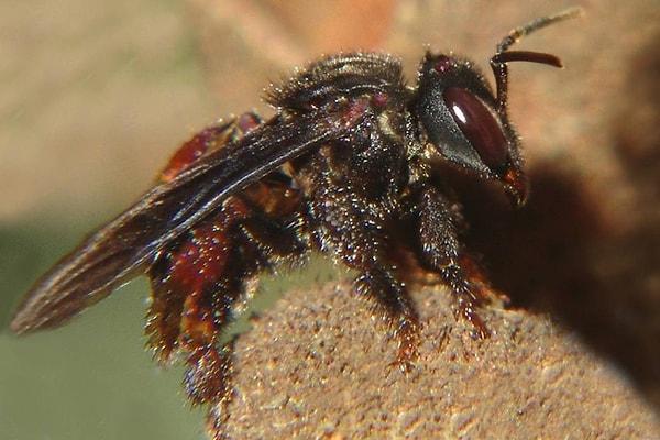 8. Evet, hayvanlar ilginç. Ama bir de şunu dinleyin: Akbaba arısı adı verilen arı türü, bal özü yerine leşlerden besleniyor ve larvaları için bunu bal yerine kusuyorlar!