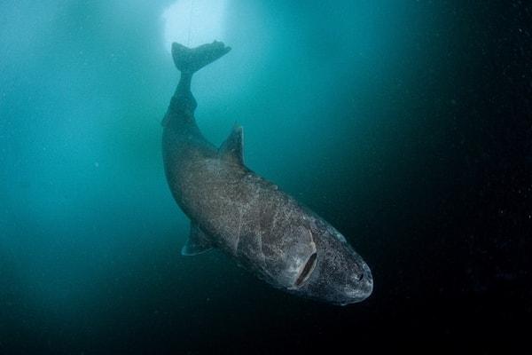 9. Grönland köpekbalıkları ömrü en uzun omurgalı türü. Bazı mensuplarının yaşı 500’ü aşıyor.