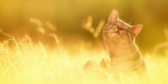 Тест: Какая погода царит в вашей душе?