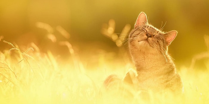 Тест: Какая погода царит в вашей душе?