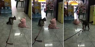 Oyuncak Ayıyı Görünce Sinirine Hakim Olamayıp Tuttuğu Gibi Yere Çarpan Agresif Kedi