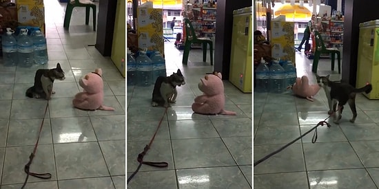 Oyuncak Ayıyı Görünce Sinirine Hakim Olamayıp Tuttuğu Gibi Yere Çarpan Agresif Kedi