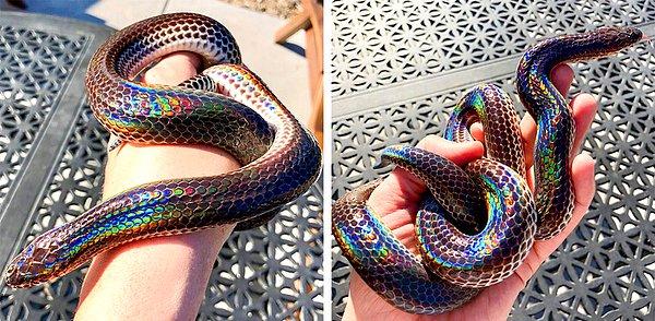 20. İnanılmaz deri rengine sahip tabiat ananın mucizesi bu yılan.