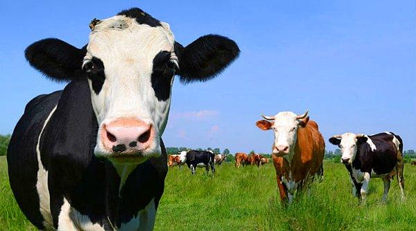 Damızlık sığır ithalatının ise yüzde 30’u Almanya, yüzde 19'u Çek Cumhuriyeti, yüzde 17’si Avusturya’dan sağlandı.