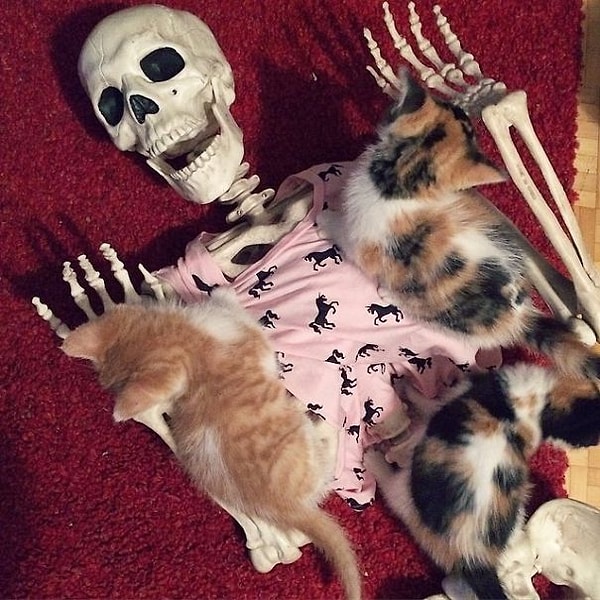 13. "Забиваю на все и становлюсь безумной кошатницей! Ну и что, что у моей соседки аллергия на кошачью шерсть, - пусть как-нибудь решит эту проблему!"