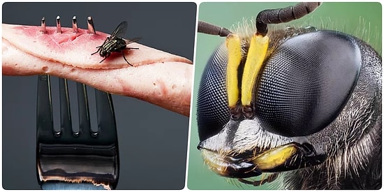 Hepimizin Kafasını Kurcalayan O Soruyu Bilim Cevapladı! Üzerine Sinek Konan Yemek Yenir mi?