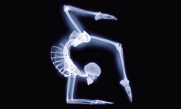 3. Сколько позвонков в позвоночном столбе человека?