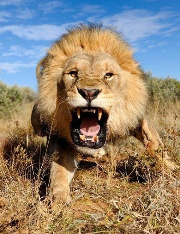 4. Rüyada aslan saldırısına uğramak;