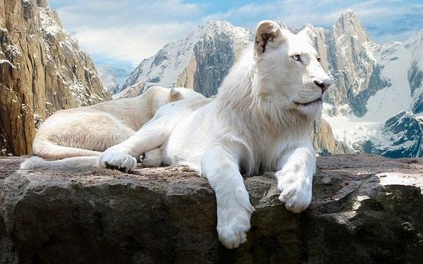 7. Rüyada beyaz aslan görmek;