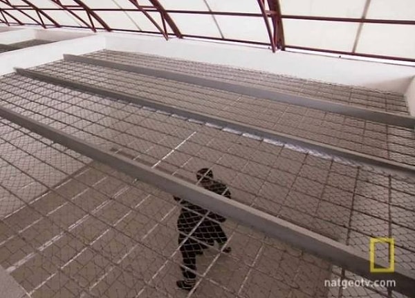 14. Каждый день преступников выводят на 90-минутную прогулку в камере побольше. В это время их клетки проверяют на наличие контрабанды.