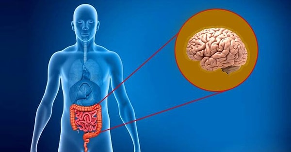 8. Но благодаря исследованию выяснилось, что работа желудочно-кишечного тракта не зависит от головного и спинного мозга, а полагается на собственную нервную систему.