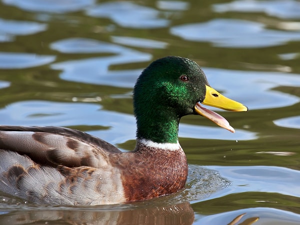 2. Правда ли, что утиное кряканье не дает эха?