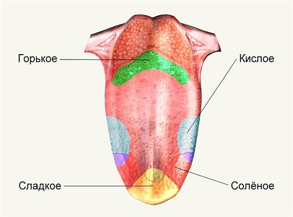 6. А правда ли то, что у языка есть вкусовые зоны, каждая из которых различает горькое, соленое, сладкое, кислое?