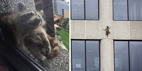 «Давай, енот, давай!»: Как американцы с замиранием сердца следили за тем, как отважный зверь покоряет небоскреб