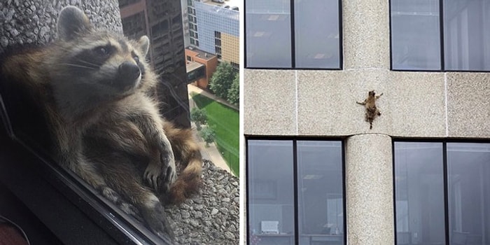 «Давай, енот, давай!»: Как американцы с замиранием сердца следили за тем, как отважный зверь покоряет небоскреб
