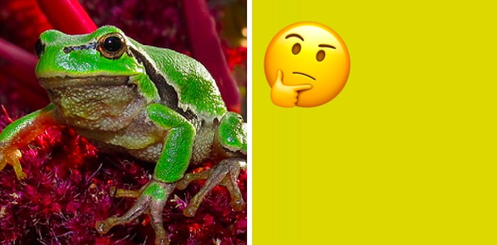 Весёлая вдова и бедро испуганной нимфы? Тест: Определите цвет по его устаревшему названию!