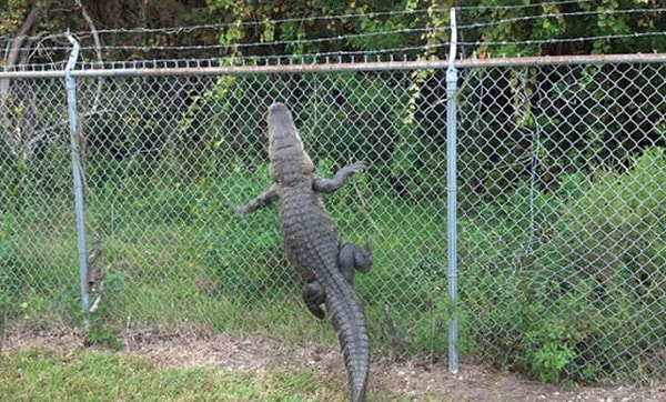 8. Теперь даже забор от крокодила не спасет 😨🐊🚧