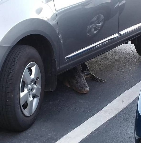 11. Так и напишет в объяснительной, почему не явился на работу