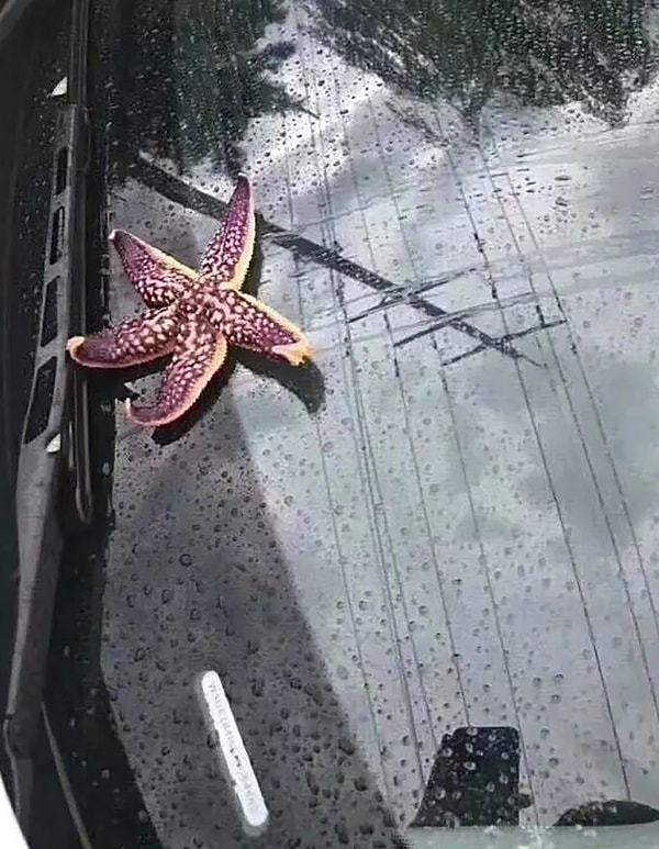 2. На снимках можно увидеть морских звезд и даже осьминогов прямо на лобовых стеклах автомобилей, не говоря уже о моллюсках.