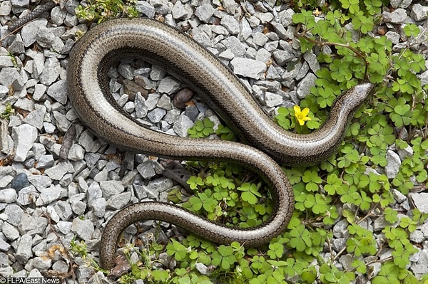 19. И даже змеи беременны)