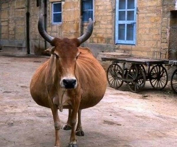 23. Не трогай, а то лопну!