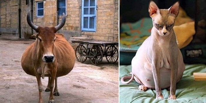 "На сносях": Беременные животные, которые вот-вот родят 😄