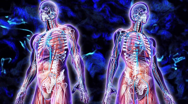 4. В теле человека обнаружили новый орган, и это сеть микроскопических каналов, заполненных жидкостью и пронизывающих соединительную ткань органов.