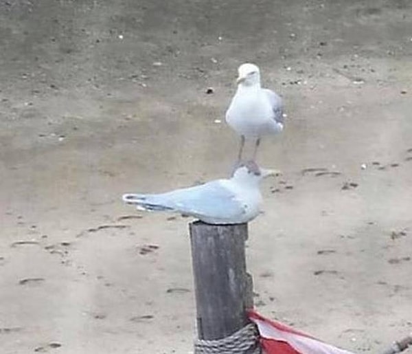 8. Чайка, которая достигла дзена