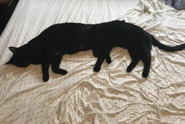 24. Кошачья многоножка