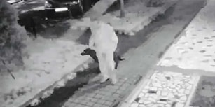 Ne Zaman Önlem Alınacak? Kadıköy'de Köpeğe Tecavüz Suçunu İtiraf Eden Şahsı, Mahkeme Serbest Bıraktı