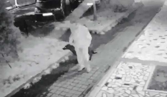 Ne Zaman Önlem Alınacak? Kadıköy'de Köpeğe Tecavüz Suçunu İtiraf Eden Şahsı, Mahkeme Serbest Bıraktı