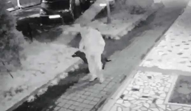 Bugün üzücü bir haber de Kadıköy'den geldi. Caferağa'da mahallenin beslediği iki yaşındaki 'Gece' isimli köpek, kafasına kemer geçirilerek zorla götürüldü.