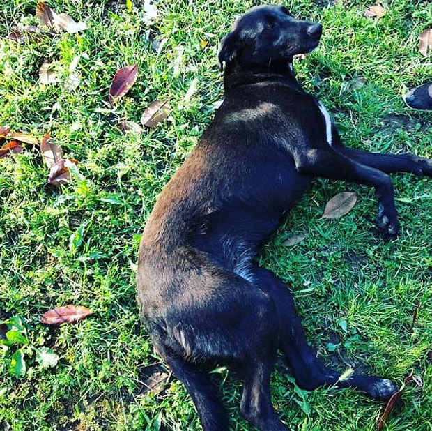 Ne Zaman Onlem Alinacak Kadikoy De Kopege Tecavuz Sucunu Itiraf Eden Sahsi Mahkeme Serbest Birakti