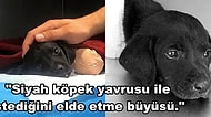 Kan Donduran Bir İhtimal... Küçük Köpeciğin Patileri Kara Büyü Yapmak İçin mi Kesildi?