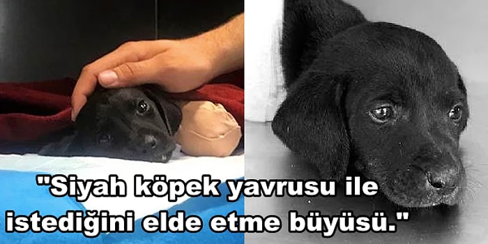 Kan Donduran Bir İhtimal... Küçük Köpeciğin Patileri Kara Büyü Yapmak İçin mi Kesildi?