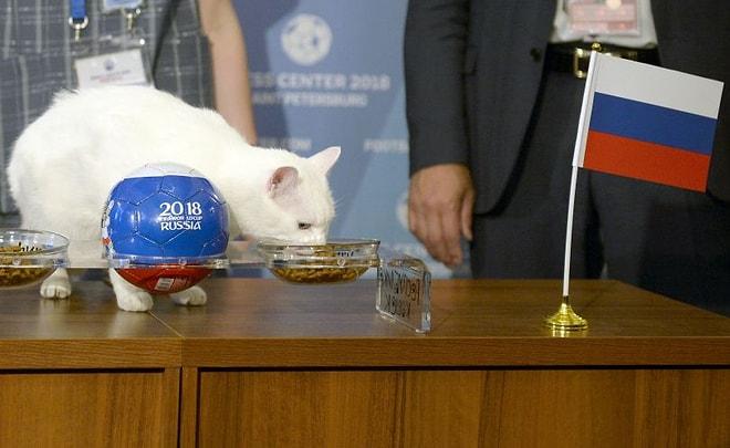 Ahtapot Paul'ün Anısına Saygıyla: Dünya Kupası'nın Bu Yılki Kahini Kedi Aşil ile Tanışın!