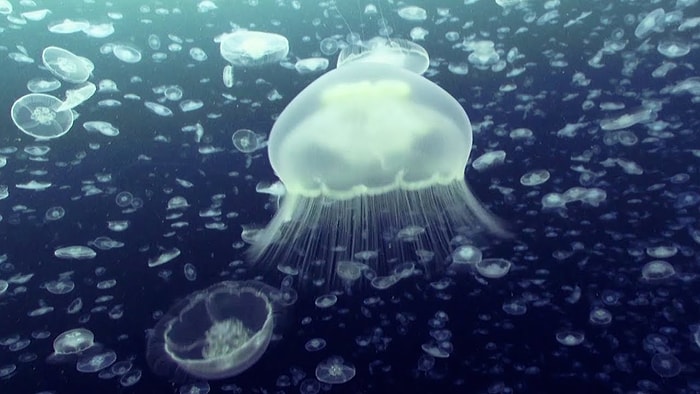 BBC Earth объединился с OceanX Media и создал 10-часовое видео, которое обязательно подарит ощущение спокойствия