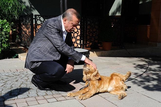 Meclis'e Sunulmuş ve AKP Tarafından Reddedilmişti: Erdoğan 'Hayvanları Koruma Kanunu' İçin Seçim Sonrasını İşaret Etti