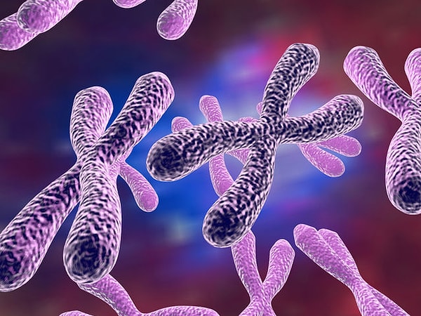 1. Какое количество хромосом есть у каждого из нас?