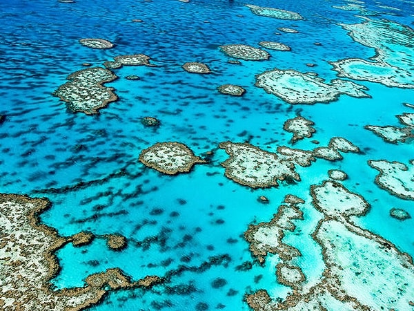 3. Как называется самый крупный в мире природный объект, который создали живые организмы?