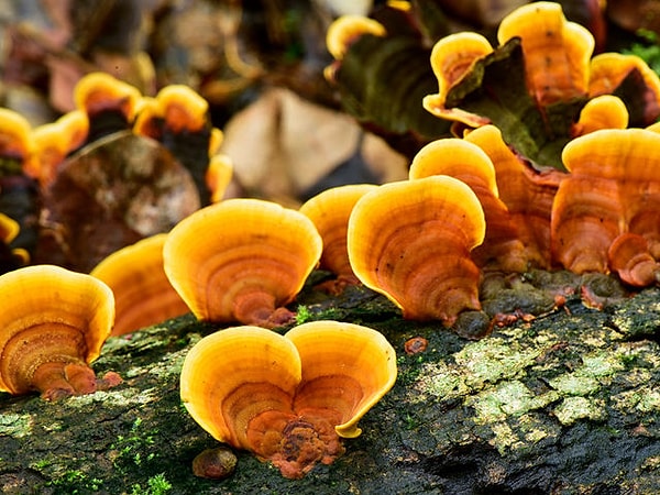 4. Дрожжи, плесень и грибки - это царство...?