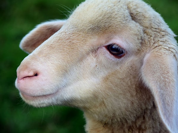 6. Как звали первое млекопитающее, которое удалось клонировать?