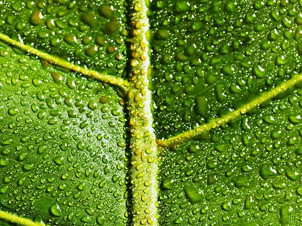 7. Что изучает экология?