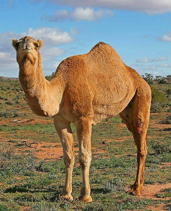 5. Suudi Arabistan Avustralya'dan deve ve kum ithal ediyor!